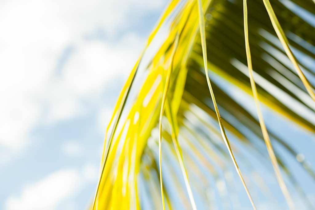 Palm Tree