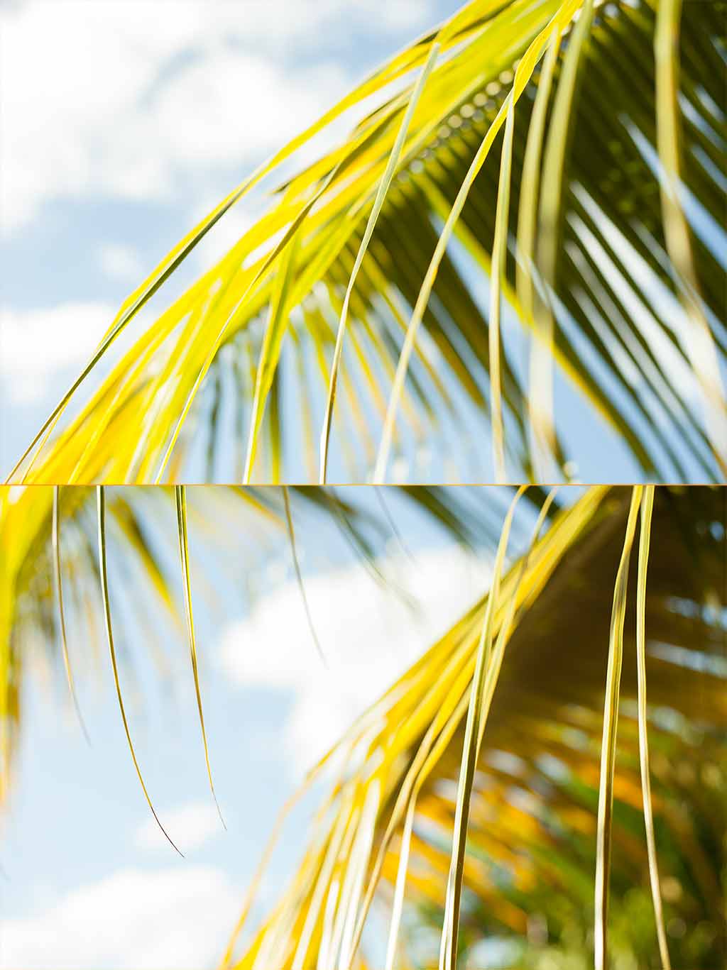 Palm Tree